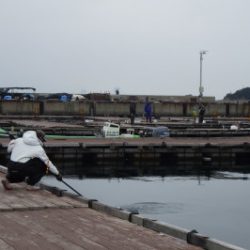 淡路じゃのひれフィッシングパーク 釣果