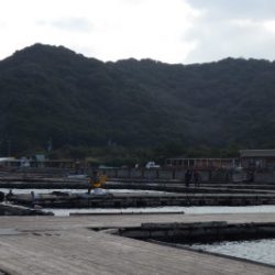 淡路じゃのひれフィッシングパーク 釣果