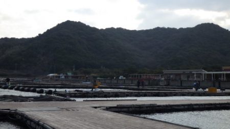 淡路じゃのひれフィッシングパーク 釣果