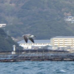 淡路じゃのひれフィッシングパーク 釣果