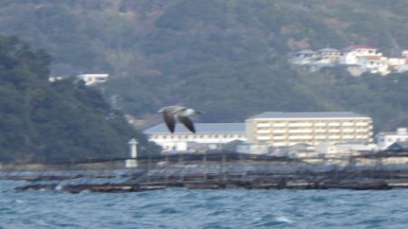 淡路じゃのひれフィッシングパーク 釣果