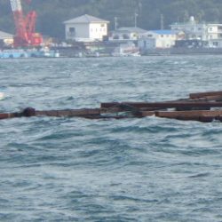 淡路じゃのひれフィッシングパーク 釣果