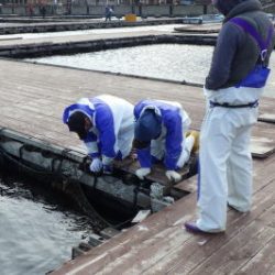 淡路じゃのひれフィッシングパーク 釣果