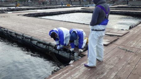 淡路じゃのひれフィッシングパーク 釣果