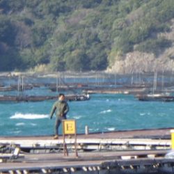 淡路じゃのひれフィッシングパーク 釣果