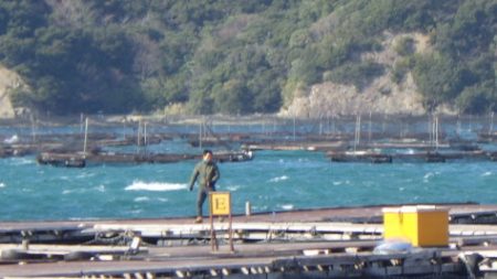 淡路じゃのひれフィッシングパーク 釣果