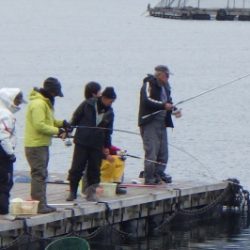 淡路じゃのひれフィッシングパーク 釣果