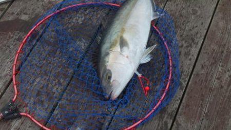 淡路じゃのひれフィッシングパーク 釣果