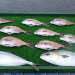 淡路じゃのひれフィッシングパーク 釣果