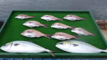 淡路じゃのひれフィッシングパーク 釣果