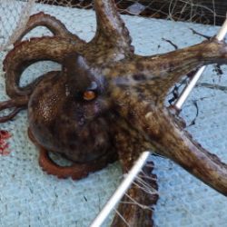 淡路じゃのひれフィッシングパーク 釣果