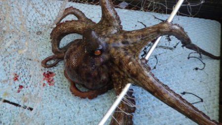 淡路じゃのひれフィッシングパーク 釣果