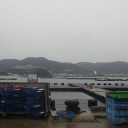 淡路じゃのひれフィッシングパーク 釣果