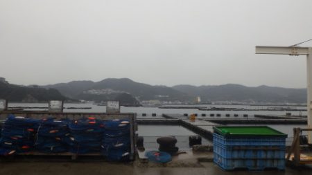 淡路じゃのひれフィッシングパーク 釣果