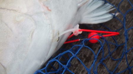 淡路じゃのひれフィッシングパーク 釣果