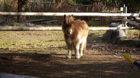 淡路じゃのひれフィッシングパーク 釣果