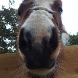 淡路じゃのひれフィッシングパーク 釣果