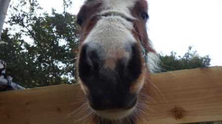 淡路じゃのひれフィッシングパーク 釣果