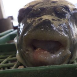 淡路じゃのひれフィッシングパーク 釣果