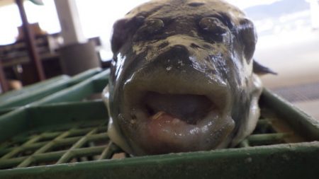 淡路じゃのひれフィッシングパーク 釣果