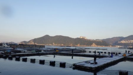 淡路じゃのひれフィッシングパーク 釣果