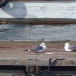 淡路じゃのひれフィッシングパーク 釣果