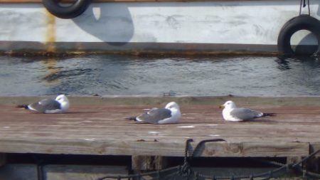 淡路じゃのひれフィッシングパーク 釣果
