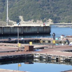 淡路じゃのひれフィッシングパーク 釣果