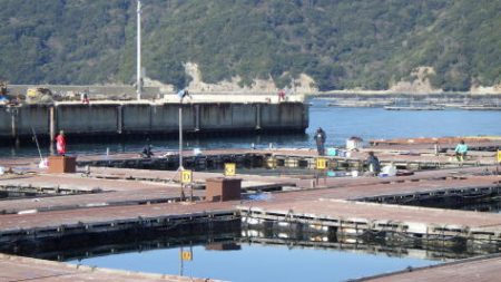 淡路じゃのひれフィッシングパーク 釣果