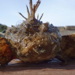 淡路じゃのひれフィッシングパーク 釣果