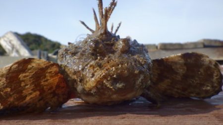 淡路じゃのひれフィッシングパーク 釣果