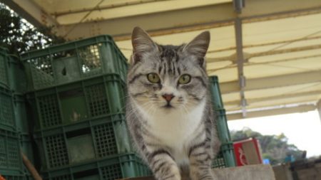 淡路じゃのひれフィッシングパーク 釣果