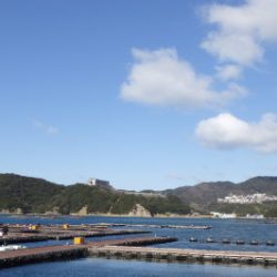 淡路じゃのひれフィッシングパーク 釣果