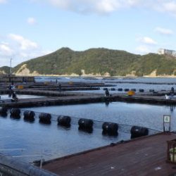 淡路じゃのひれフィッシングパーク 釣果