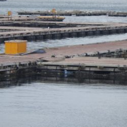 淡路じゃのひれフィッシングパーク 釣果