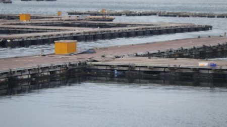 淡路じゃのひれフィッシングパーク 釣果