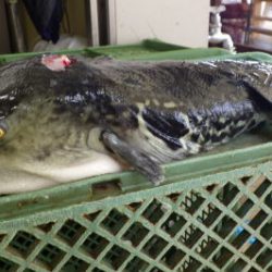 淡路じゃのひれフィッシングパーク 釣果