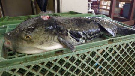 淡路じゃのひれフィッシングパーク 釣果