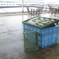 淡路じゃのひれフィッシングパーク 釣果