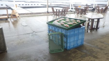 淡路じゃのひれフィッシングパーク 釣果