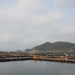 淡路じゃのひれフィッシングパーク 釣果