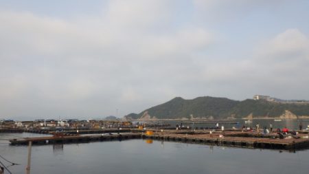 淡路じゃのひれフィッシングパーク 釣果