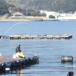 淡路じゃのひれフィッシングパーク 釣果