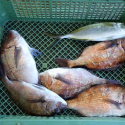 淡路じゃのひれフィッシングパーク 釣果