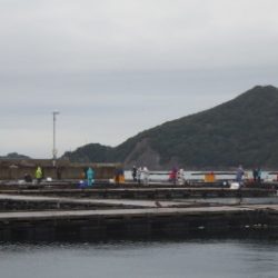 淡路じゃのひれフィッシングパーク 釣果