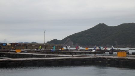 淡路じゃのひれフィッシングパーク 釣果