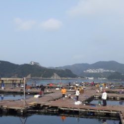 淡路じゃのひれフィッシングパーク 釣果