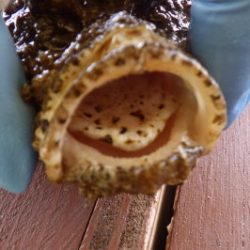 淡路じゃのひれフィッシングパーク 釣果