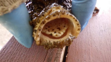 淡路じゃのひれフィッシングパーク 釣果