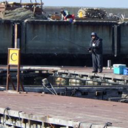 淡路じゃのひれフィッシングパーク 釣果